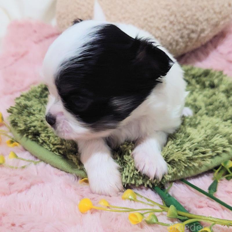 販売中の大阪府のチワワ(ロングコート)-436688の6枚目