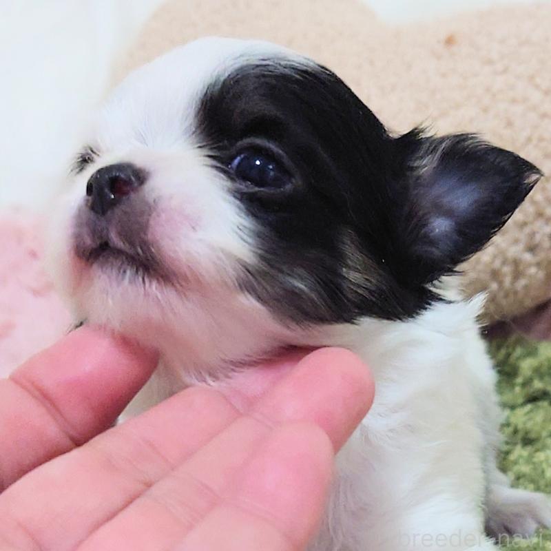 販売中の大阪府のチワワ(ロングコート)-436688の5枚目