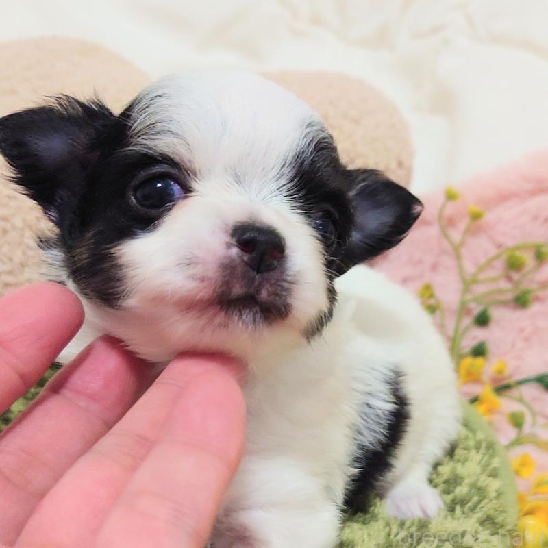 販売中の大阪府のチワワ(ロングコート)-436688の3枚目