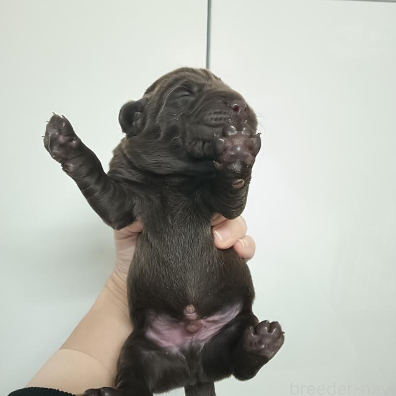 販売中の山口県のラブラドールレトリーバー-435399