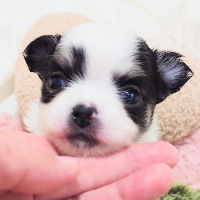 販売中の大阪府のチワワ(ロングコート)-436690の11枚目