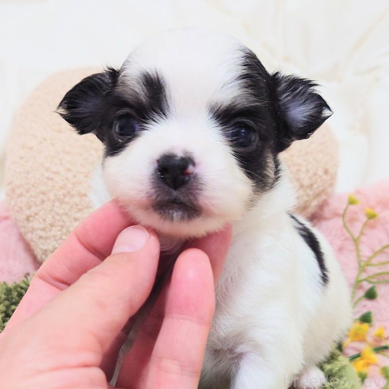 販売中の大阪府のチワワ(ロングコート)-436690の10枚目