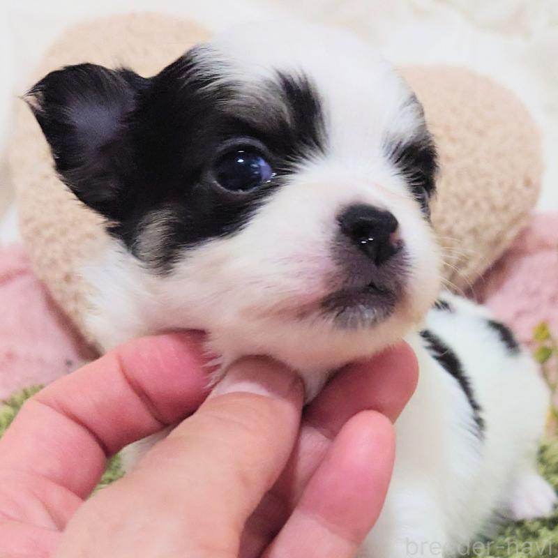 販売中の大阪府のチワワ(ロングコート)-436690の8枚目