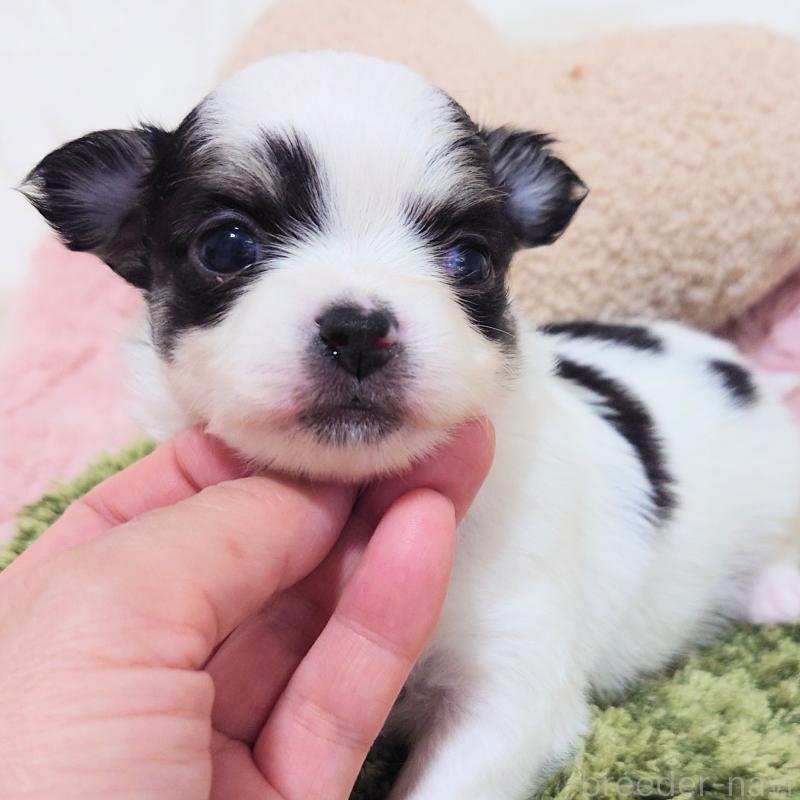 販売中の大阪府のチワワ(ロングコート)-436690の7枚目