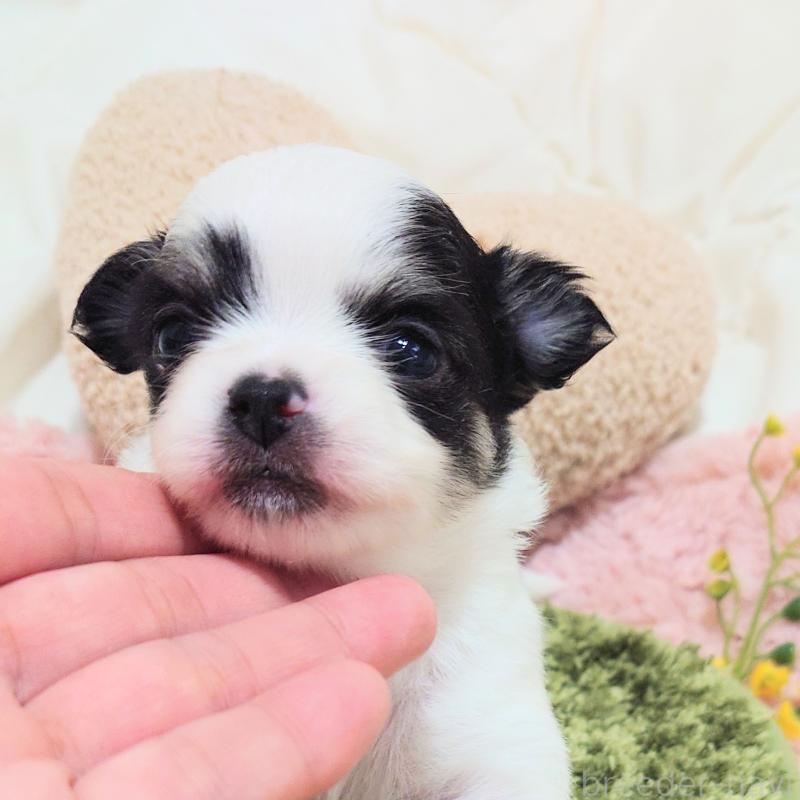 販売中の大阪府のチワワ(ロングコート)-436690の2枚目