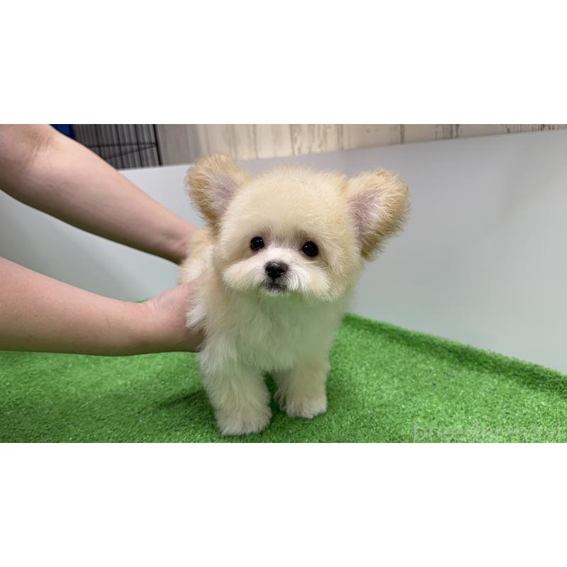 成約済の新潟県のマルプー:マルチーズ×トイプードル-430792の7枚目