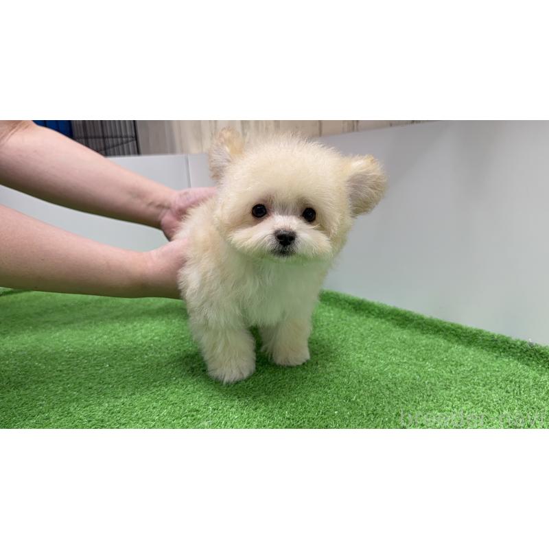 成約済の新潟県のマルプー:マルチーズ×トイプードル-430792の6枚目