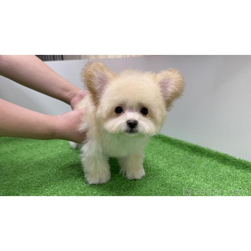 成約済の新潟県のマルプー:マルチーズ×トイプードル-430792の5枚目