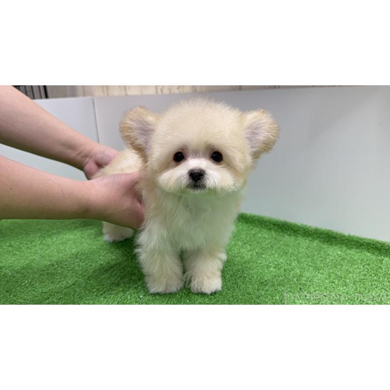 成約済の新潟県のマルプー:マルチーズ×トイプードル-430792の4枚目