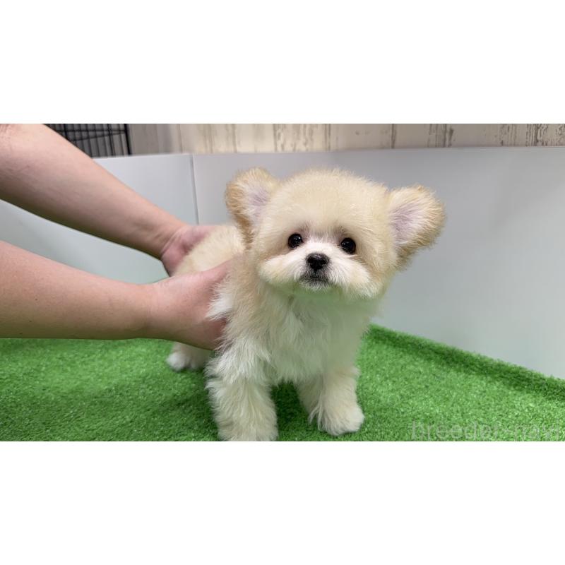 成約済の新潟県のマルプー:マルチーズ×トイプードル-430792の3枚目