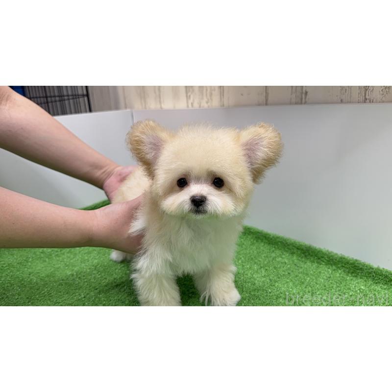 成約済の新潟県のマルプー:マルチーズ×トイプードル-430792の2枚目