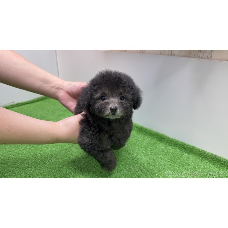 成約済の新潟県のティーカッププードル-435513の5枚目