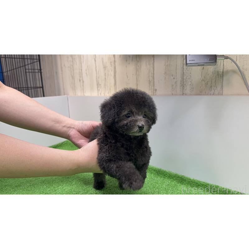 成約済の新潟県のティーカッププードル-435513の4枚目