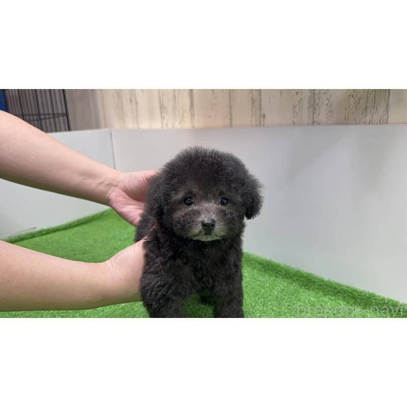 成約済の新潟県のティーカッププードル-435513の2枚目