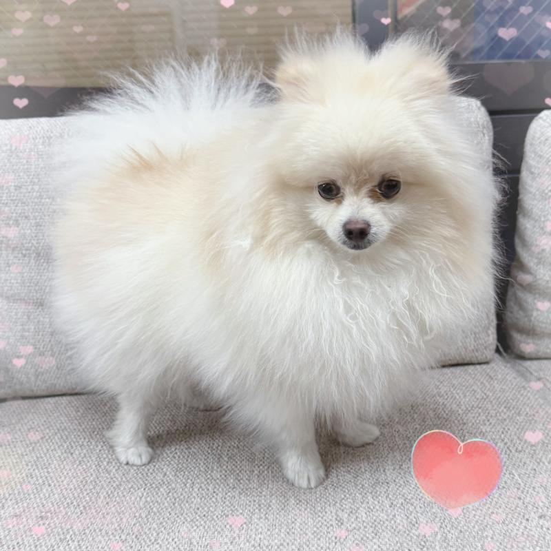 販売中の東京都のポメラニアン-390901の3枚目