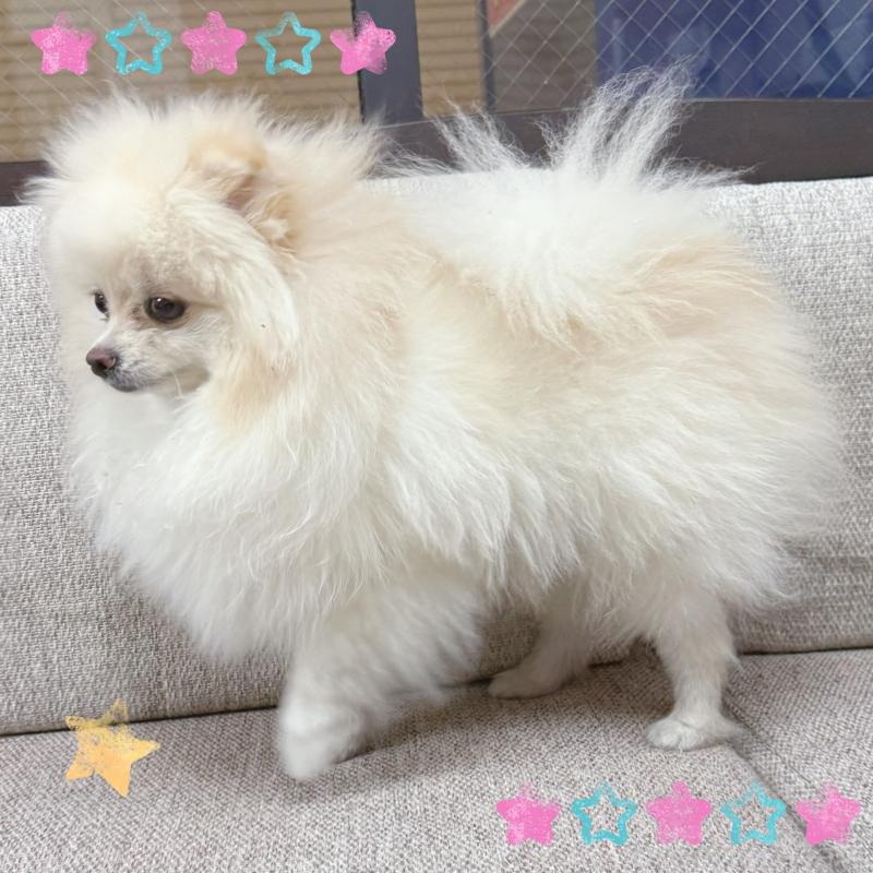 販売中の東京都のポメラニアン-390901の2枚目