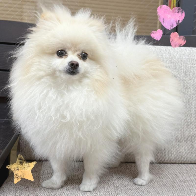 販売中の東京都のポメラニアン-390901