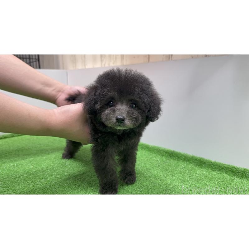 成約済の新潟県のティーカッププードル-435540の5枚目