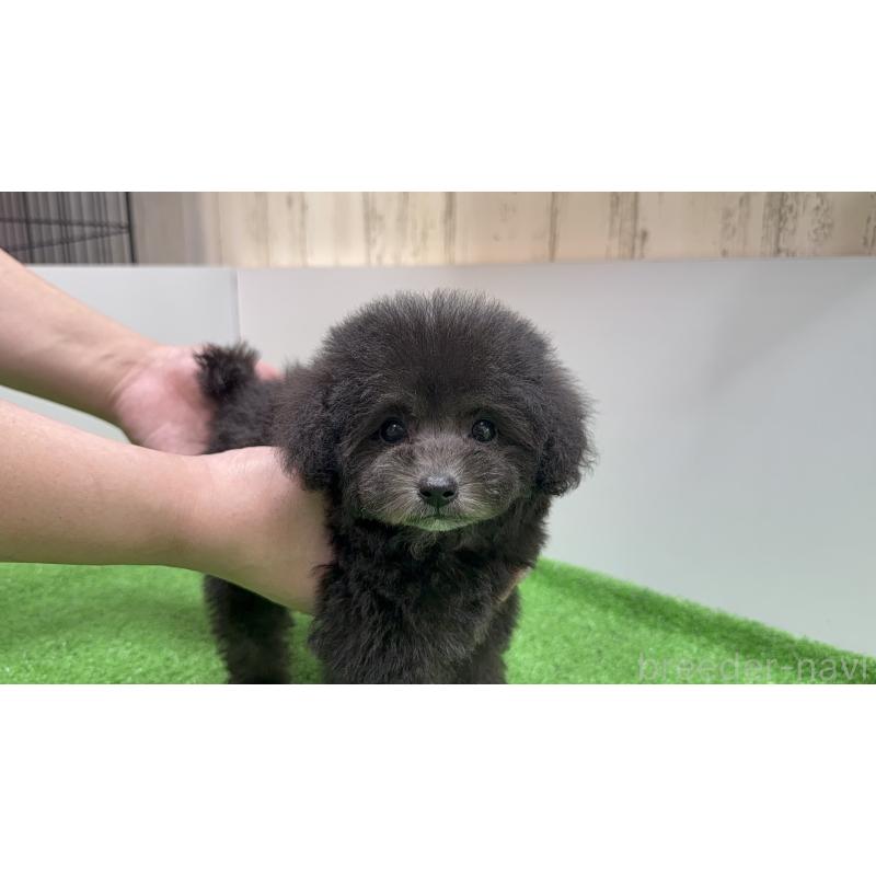 成約済の新潟県のティーカッププードル-435540の4枚目