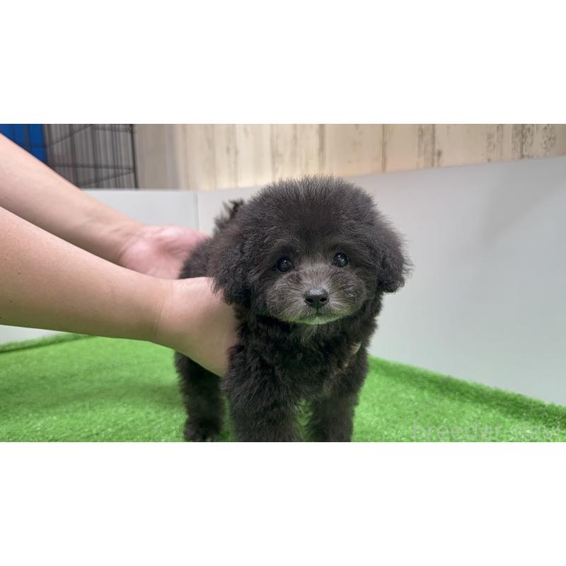 成約済の新潟県のティーカッププードル-435540の3枚目