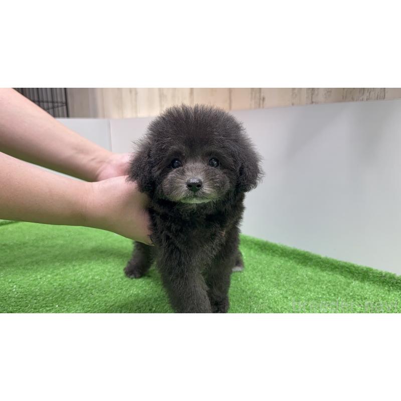 成約済の新潟県のティーカッププードル-435540の2枚目