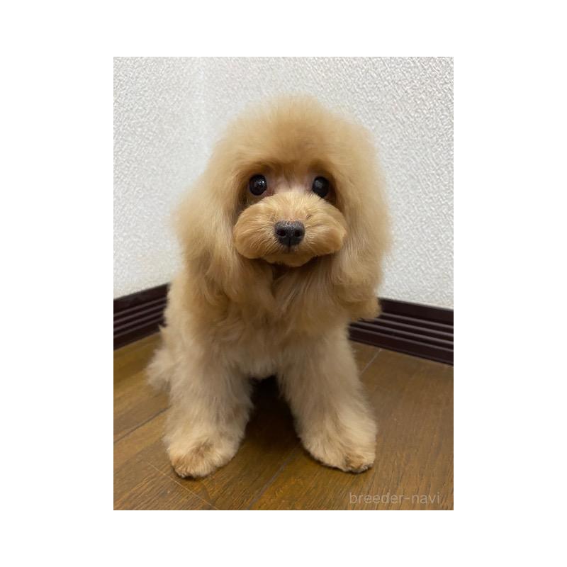 販売中の大阪府のタイニープードル-403302の5枚目