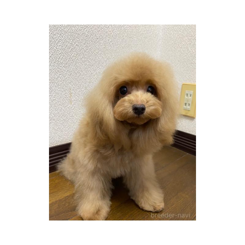 販売中の大阪府のタイニープードル-403302の3枚目