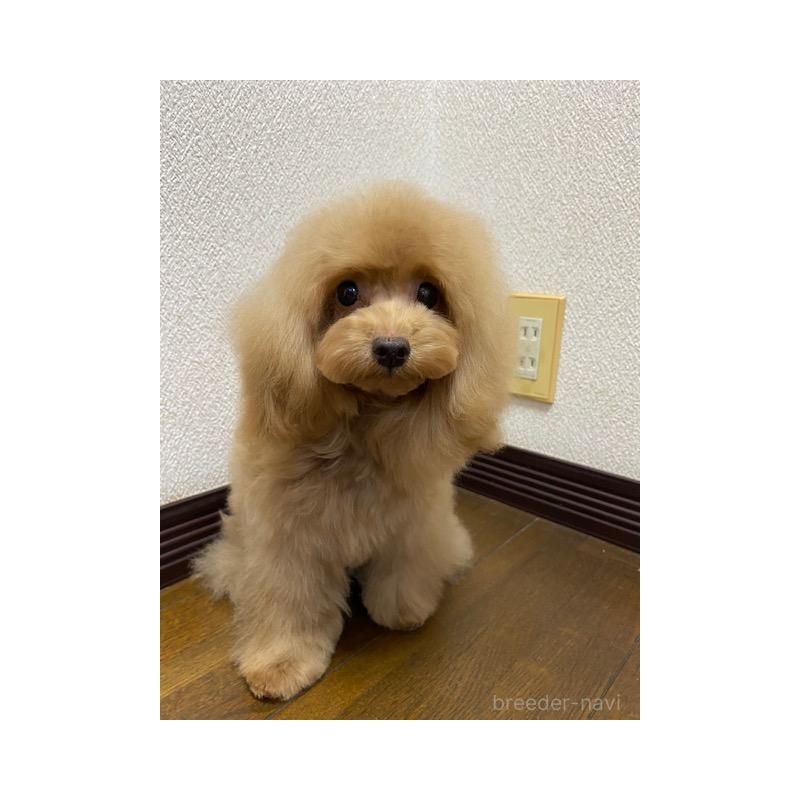 販売中の大阪府のタイニープードル-403302の2枚目