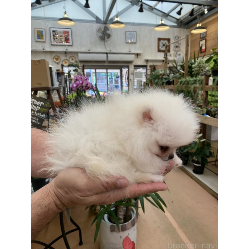 販売中の沖縄県のポメラニアン-436691の4枚目