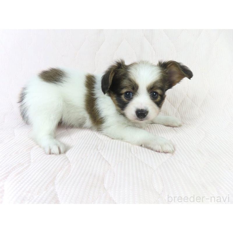 商談中の千葉県のパピヨン-431847の9枚目