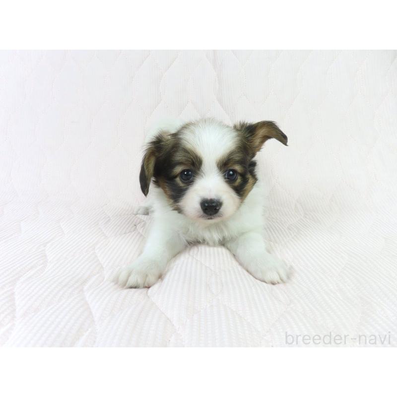 商談中の千葉県のパピヨン-431847の8枚目