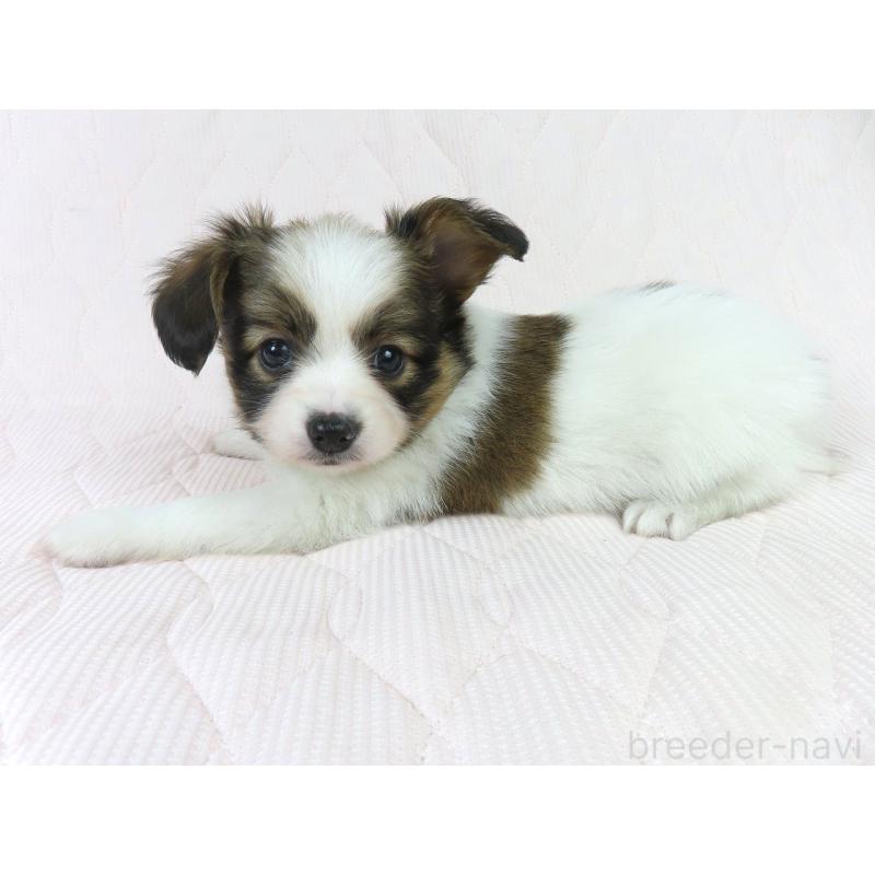 商談中の千葉県のパピヨン-431847の7枚目