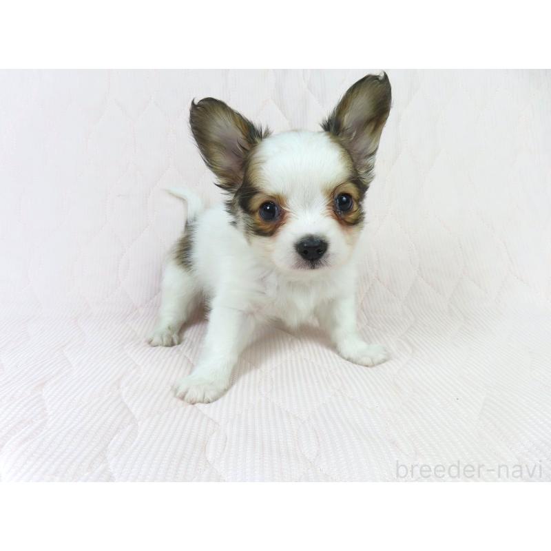 販売中の千葉県のパピヨン-431036の10枚目