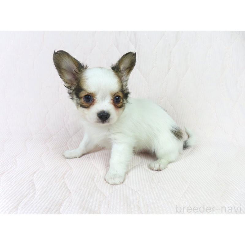 販売中の千葉県のパピヨン-431036の9枚目