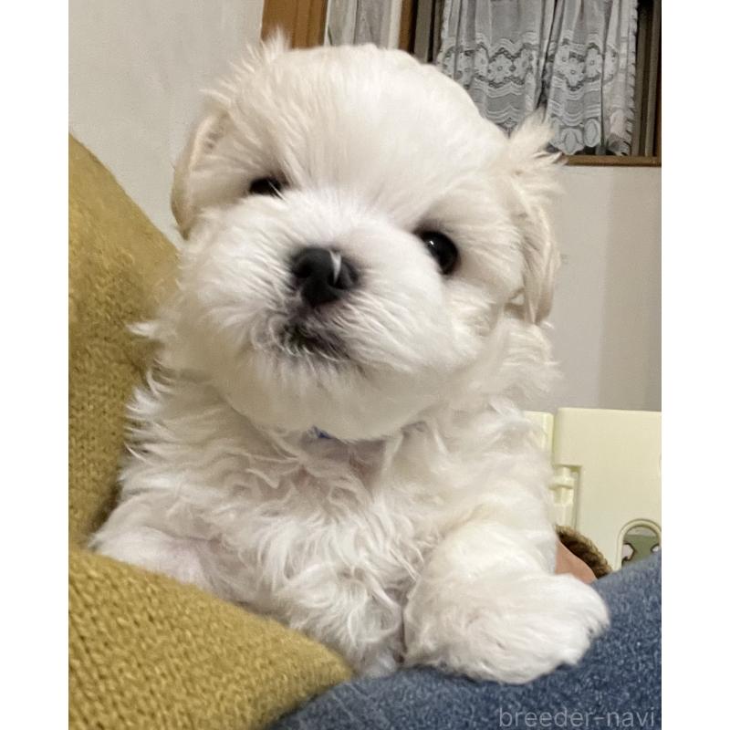 販売中の滋賀県のマルチーズ-430675の57枚目