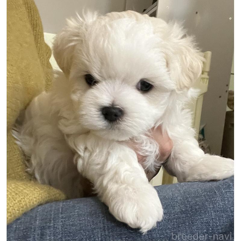 販売中の滋賀県のマルチーズ-430675の56枚目