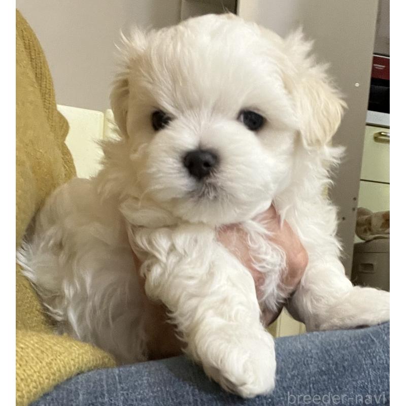 販売中の滋賀県のマルチーズ-430675の55枚目