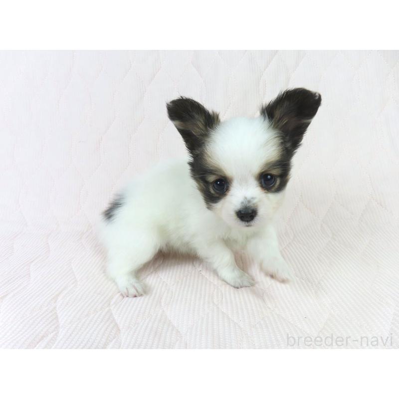 販売中の千葉県のパピヨン-436692の4枚目