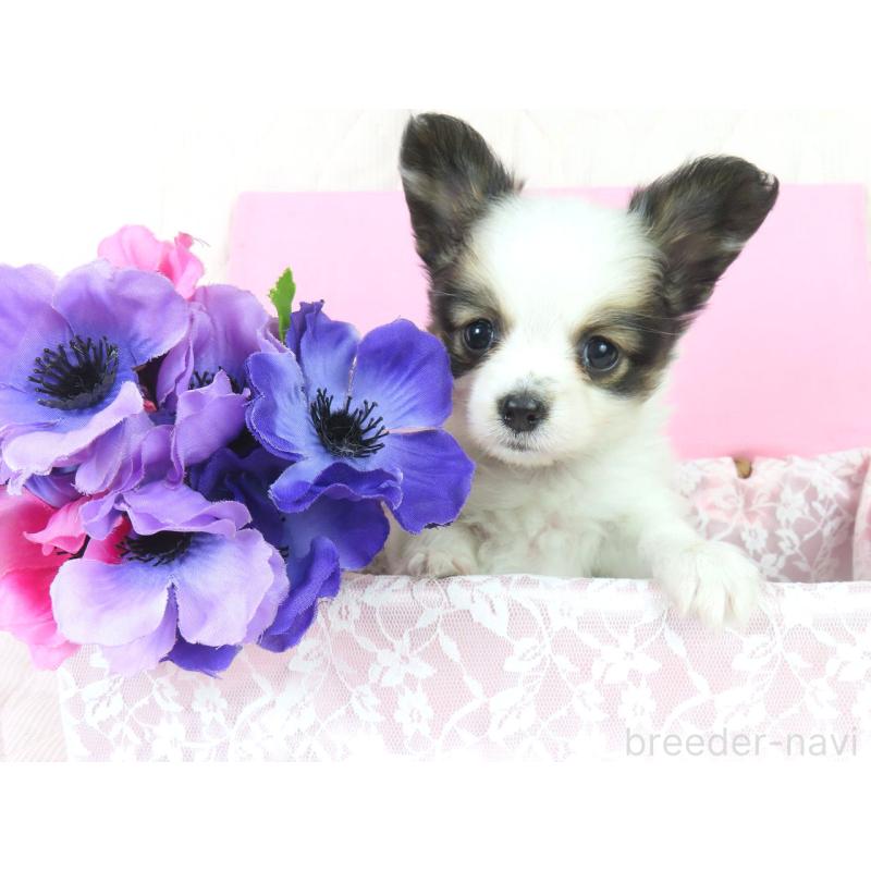 販売中の千葉県のパピヨン-436692の2枚目