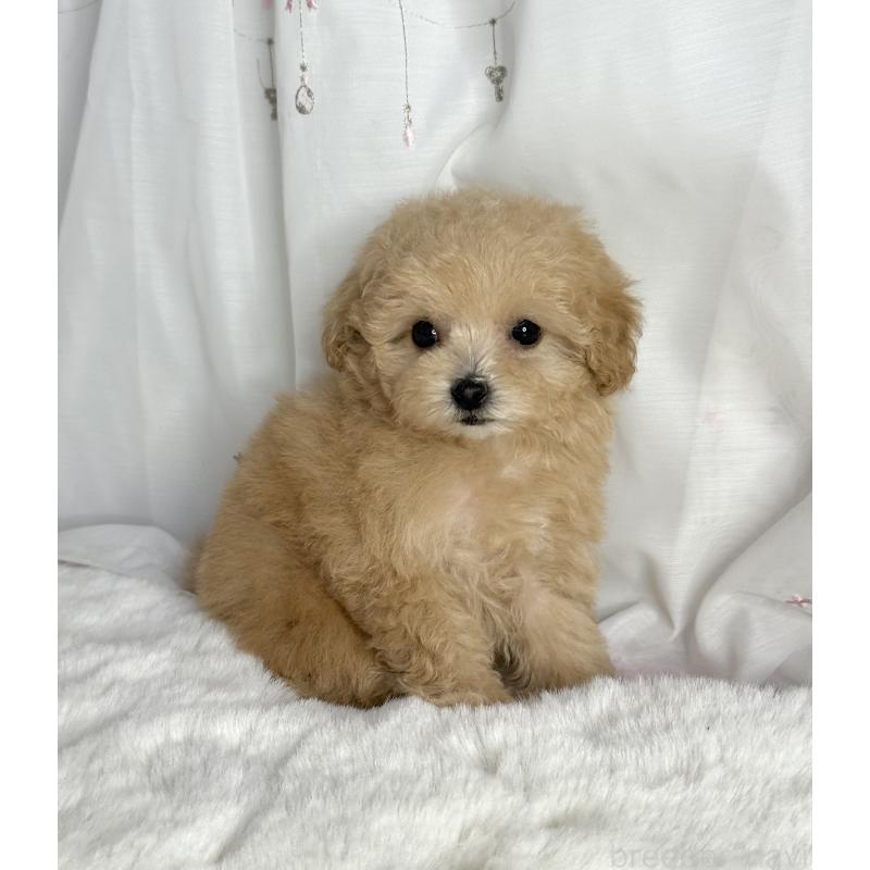 販売中の大阪府のティーカッププードル-435587の13枚目