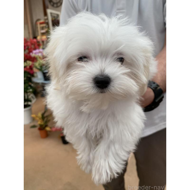 販売中の沖縄県のマルチーズ-436694の4枚目