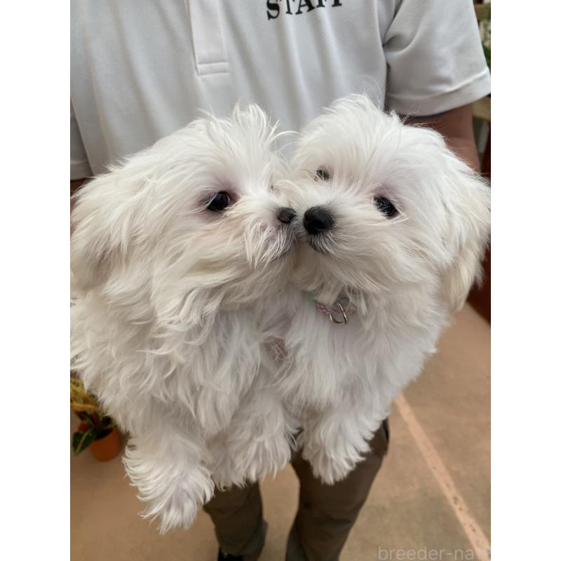 販売中の沖縄県のマルチーズ-436694の3枚目