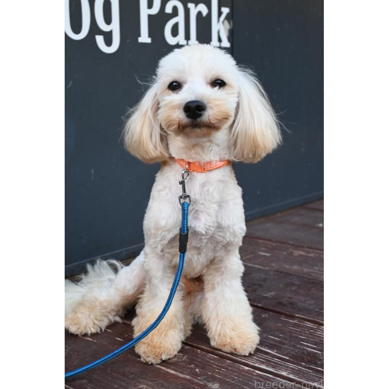 販売中の山口県のマルプー:マルチーズ×トイプードル-337835の2枚目