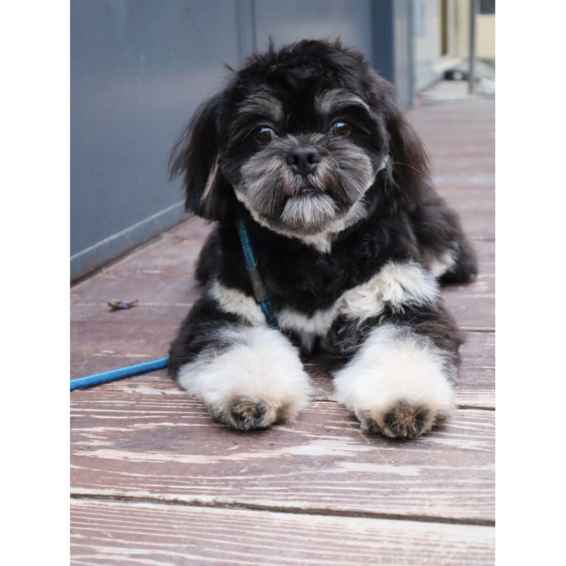 販売中の山口県のチワズー:チワワ×シーズー-409720の6枚目