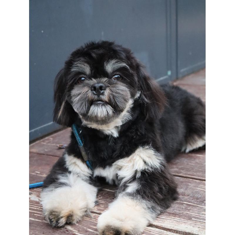 販売中の山口県のチワズー:チワワ×シーズー-409720の5枚目