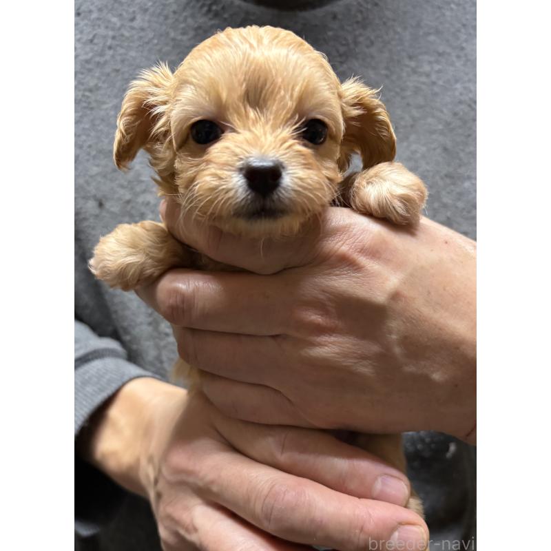 成約済の兵庫県のチワプー:チワワ×トイプードル-435825の5枚目