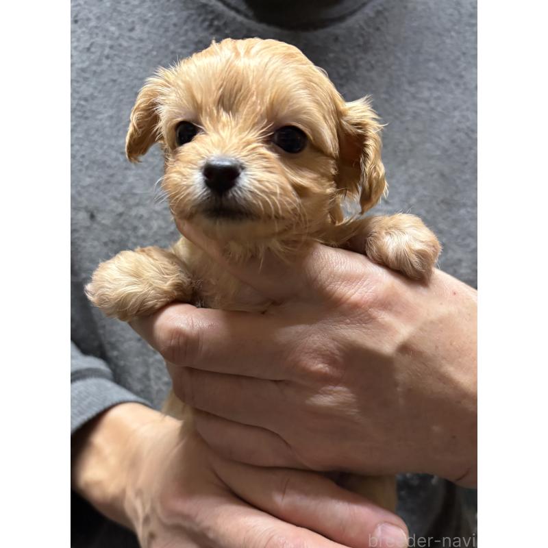 成約済の兵庫県のチワプー:チワワ×トイプードル-435825の4枚目