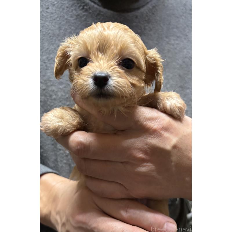 成約済の兵庫県のチワプー:チワワ×トイプードル-435825の3枚目