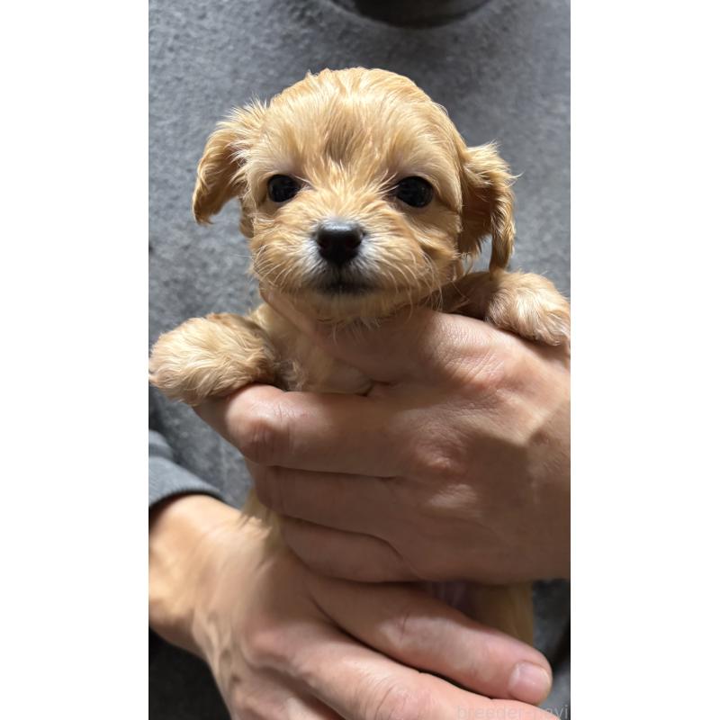 成約済の兵庫県のチワプー:チワワ×トイプードル-435825の2枚目