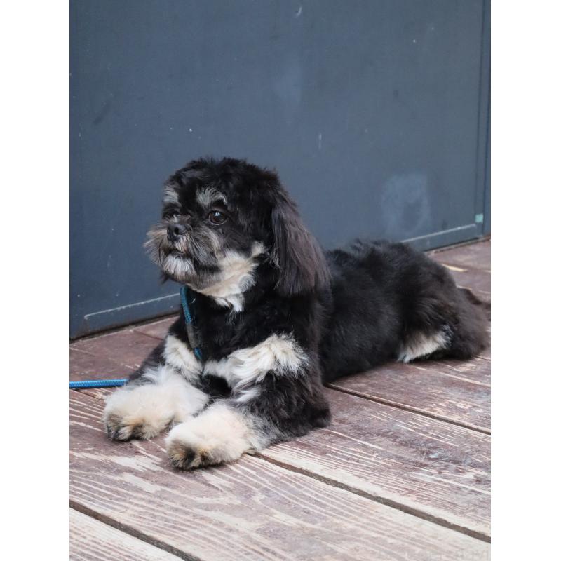 販売中の山口県のチワズー:チワワ×シーズー-409720の4枚目